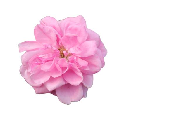 close-up of Rosa lucieae flower with a white background