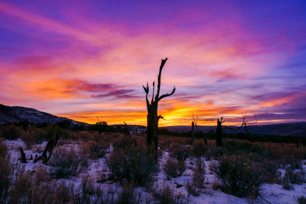 istock Dead Tree Snag Scenic Mountain Sunset Time Lapse 2186501897