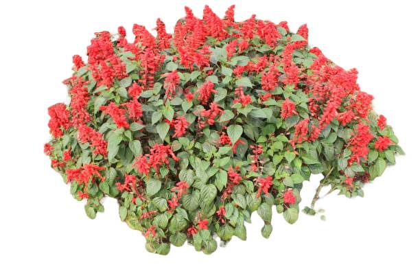 istock close-up of Salvia splendens flower 2186501898