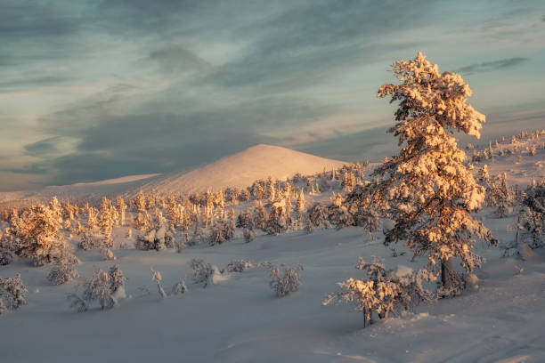 istock Sunrises and sunsets winter snow spruce. 2186502114