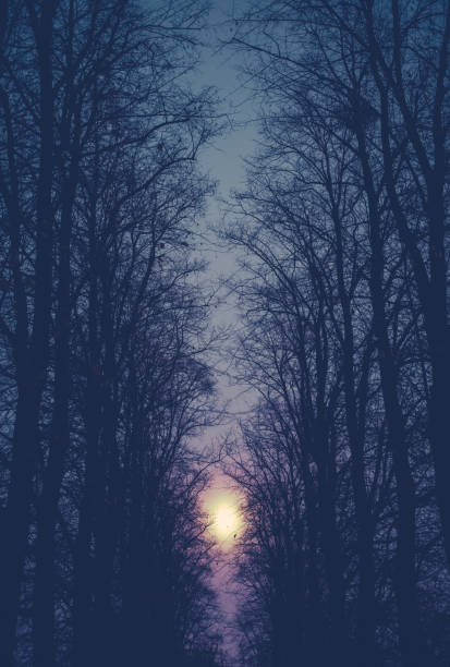 istock Moonlit Avenue Of Trees 2186503014
