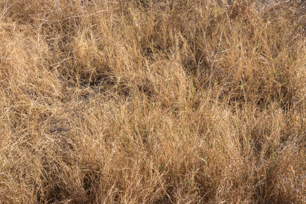 dried grass in the countryside in summer