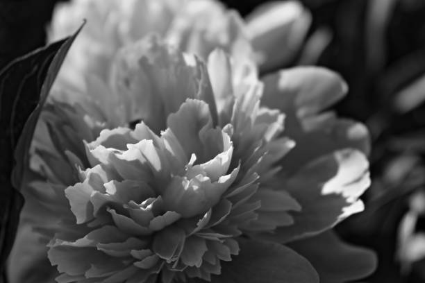 istock Abstract Peony blossom macro in black and white colors 2186503486