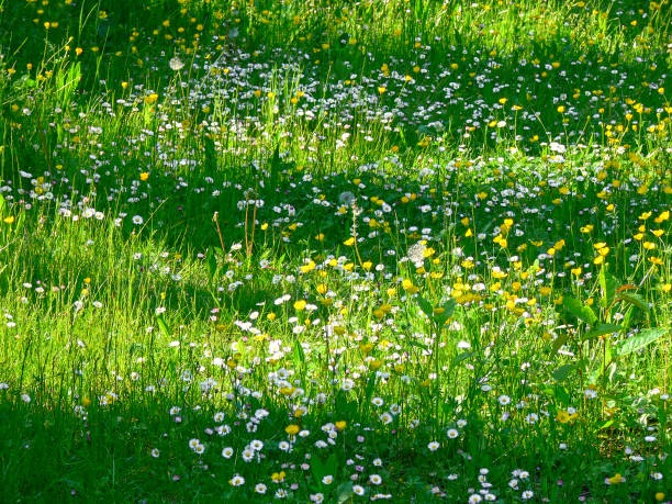 Beautiful flower meadow in Tremosine. Tremosine is a group of municipalities on Lake Garda.