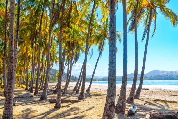 istock lonely tropical beach with many palm trees 2186506780