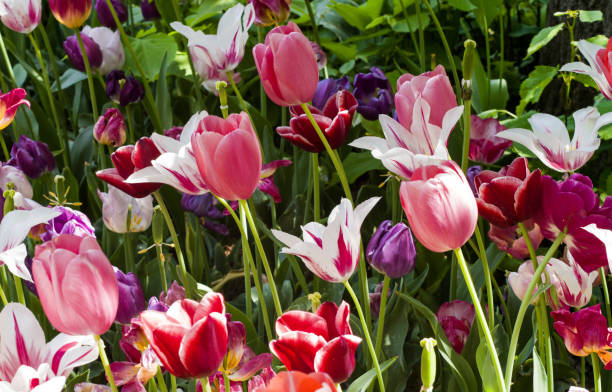 istock Flowers and Fruits 2186508981
