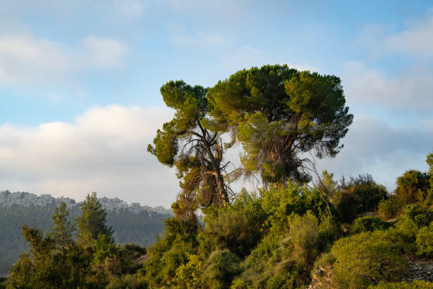 Two big, old Jerusalem pines, in the Judea mountains near Jerusalem, Israel (seen in the background).