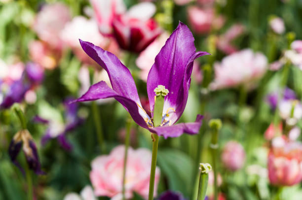 Different flowers and fruits