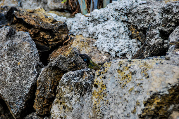 rocks in water, beautiful photo digital picture