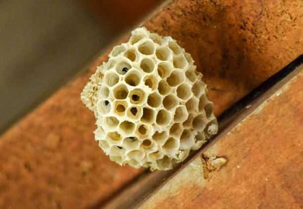 Closeup of a disused wasp nest