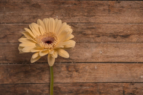 Yellow Gerbera daisy flower isolated on brown wooden wall background with copy space. Delicate pastel flowers.