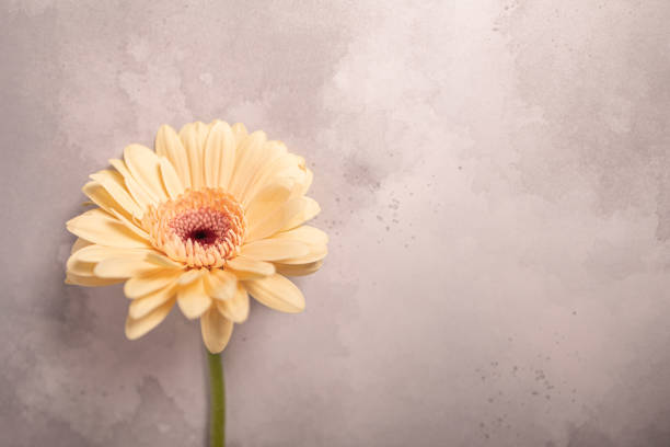 Gerbera daisy is a flowering plant of daisy family (Asteraceae), with the colors which include white, yellow, orange, red and pink.
