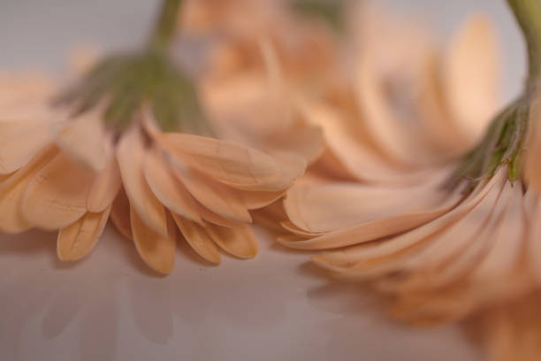 Close-up of a bouquet of roses in the garden