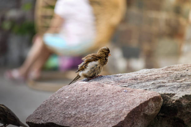 sparrow with ruffled feathers sits uk stone