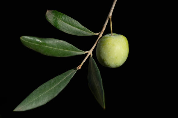 A green olive hangs from a branch. The background is dark. There is space for text. The leaves are clearly visible.