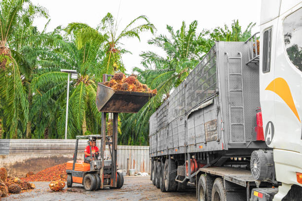 Huatulco, Mexico - March 10, 2015: Before the arrival of the spring, coconut palm trees (Coco nucifera) drop their leaves and fruits dried during the winter. This is a risk for drivers and pedestrians passing under them on the streets. To reduce the risk of injuries to locals and tourists,  Huatulco authorities send groups of gardeners in trucks equiped with cranes to prun and trim the palms. As part of the job, this workers not only cut and drop the dry leaves and fruits: they take down fresh coconuts and it's common to see them enjoying of the fresh coconut water. The amount of cocos collected is so big, that they give them for free to the people.