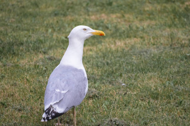 istock .close-up of a seagull walking on the grass 2186515042