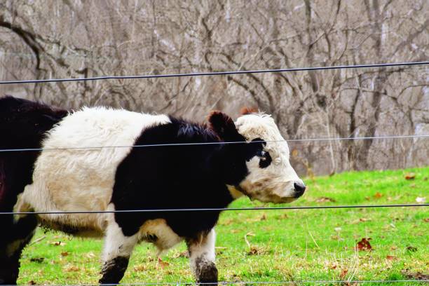 The beauty of a closeup photo of a Belted Galloway Cow