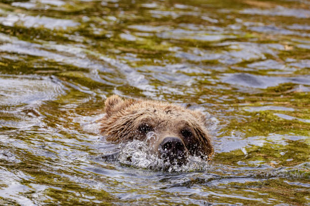 istock Wild brown bear ,ursus arctos 2186517370