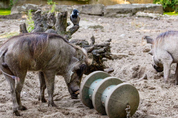 istock common warthog, standing very near by 2186517410
