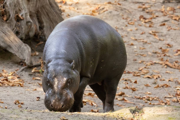 istock Pygmy hippopotamus Choeropsis liberiensis 2186517445