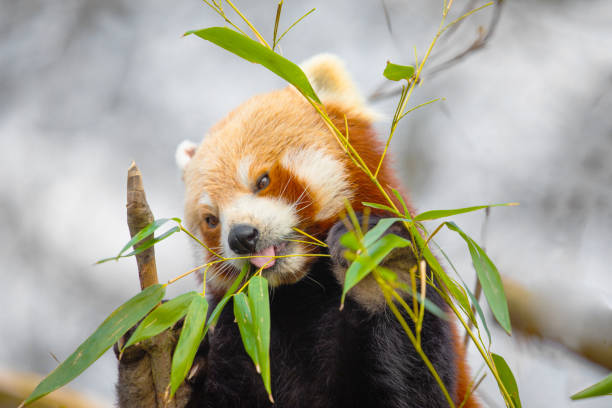 red panda Ailurus fulgens, lesser panda, is small mammal. a cute small fluffy animal with bright red thick fur and a wide cute muzzle sits on a tree and eats young bamboo shoots