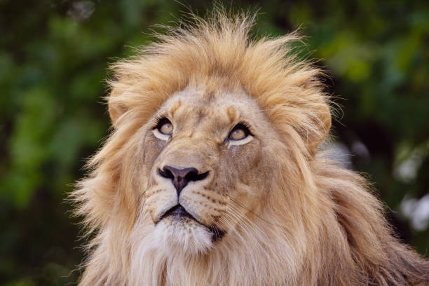 istock lion's head. expression calm and majestic, showing fine details fur features. 2186517831