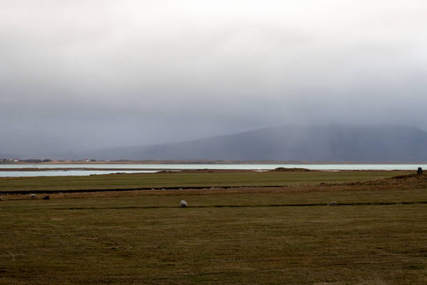 Sheep on a pasture in the nature. Mountain partly covered by fog in the background. Cloudy autumn sky. Borgarnes, Iceland.