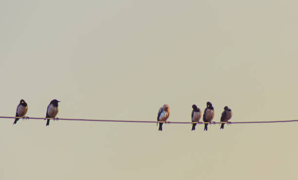 istock Leucistic Rosy Starling Bird 2186520087