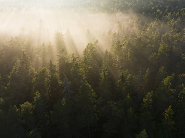 istock Fog over forest in Taevaskoja, drone view photo at sunrise in summer. 2186520152