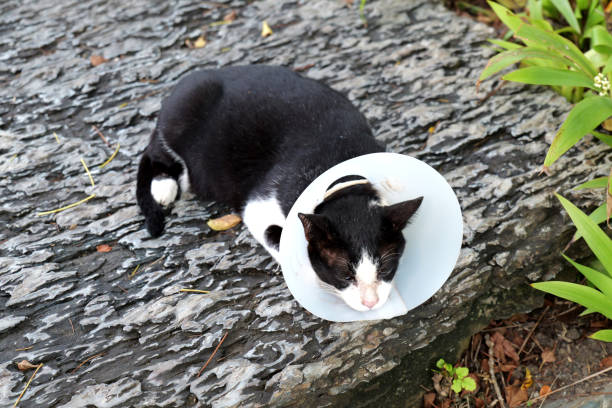 A black and white cat wearing a protective cone lies on a stone surface outdoors.