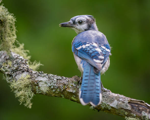 istock Back view of Blue Jay perched on tree branch looking back at camera 2186524268