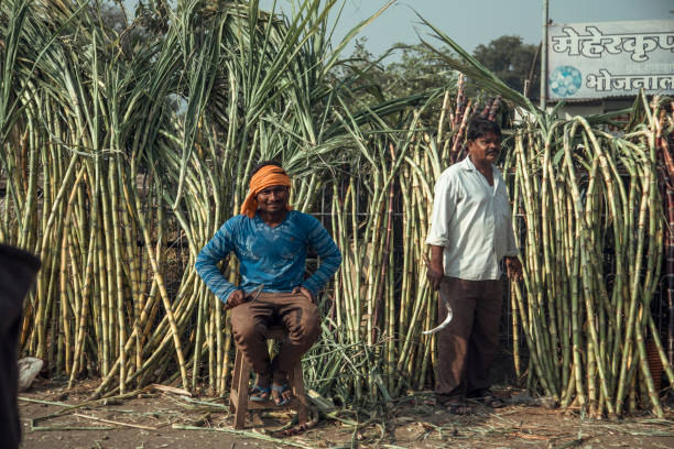 Paratwada Region, India - Two men attend to a sugarcane stall in a bustling marketplace. One sits on a chair, while the other stands among tall, freshly gathered sugarcanes, showcasing local agriculture.