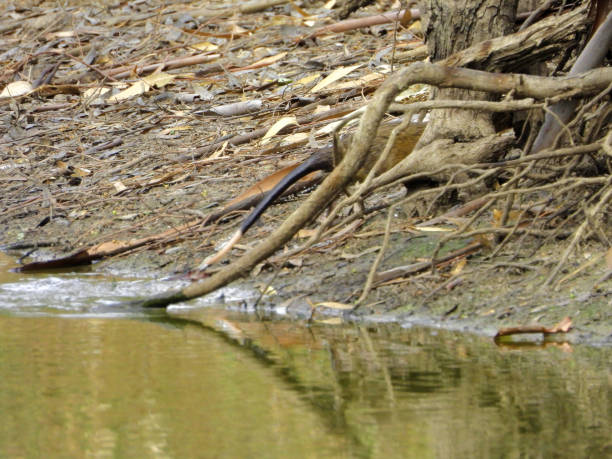 istock Barmah, Victoria, Australia 2186526392