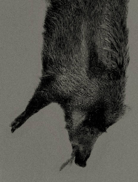 Abstract black and white photo of a hunted wild boar. It hangs upside down to bleed out. There is a fir branch in its snout. The branch testifies to the hunter's respect for the hunted game and symbolizes the “last meal”.