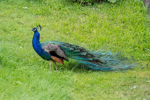 istock Indian Peafowl or Common Peafowl (Pavo cristatus) 2186531650
