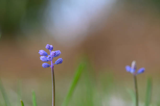 istock Delicate purple blossoms rise above green grass in a serene outdoor setting during late spring 2186532162