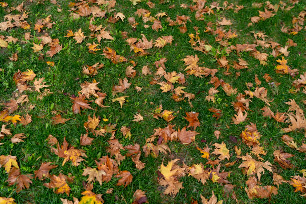 istock autumn color collection 2186532200