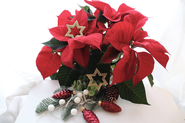 istock christmas decoration with poinsettia 2186533707