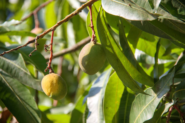 istock Mangoes on a mango tree in Rio de Janeiro. 2186535342