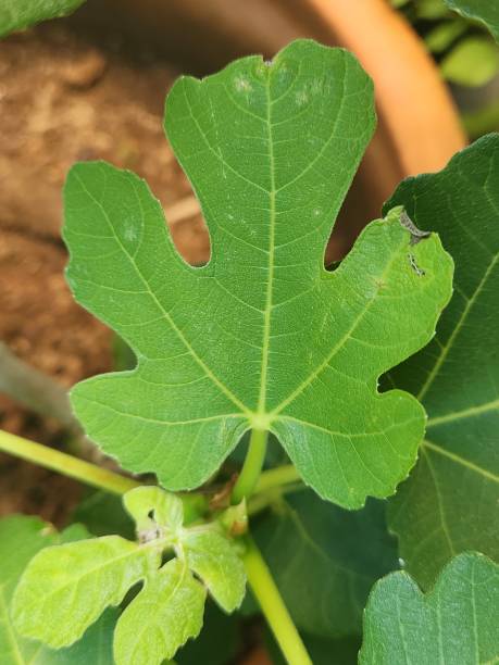 istock Fig leaf: The Shape and Texture of Fig Leaves, An Essential Element for the Plant's Life 2186536425