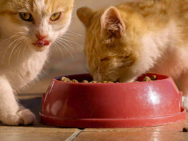 istock Two ginger kittens lick each other's whiskers while eating kibble 2186537735
