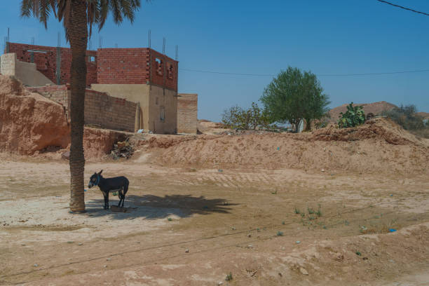Erfoud, Morocco - February 15, 20125:  Vivid market scene in Morocco featuring a donkey-drawn cart, rugged traders, and colorful fruit crates under a desert backdrop. A bustling, traditional marketplace full of character and daily life.