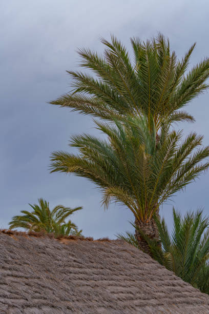 Canary island date palm behind an old house in Arrecife. This kind of palm tree are very popular in the arid climate on Lanzarote which is one of the Canary Islands
