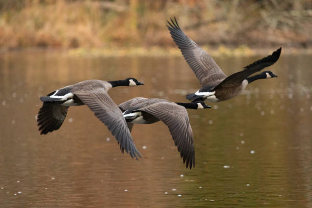 istock Canada Geese Flying Over Autumn Pond 2186542649
