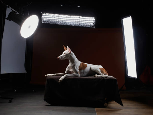 istock studio for pets. Dog in the interior of a photo studio 2186543828