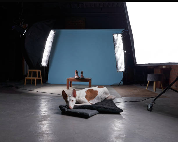 istock studio for pets. Dog in the interior of a photo studio 2186543835