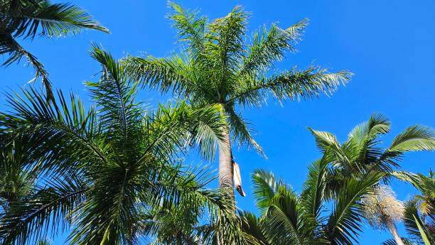 istock Tall palm trees with lush green fronds reaching into a vibrant, clear blue sky, creating a tropical and tranquil atmosphere. 2186544521