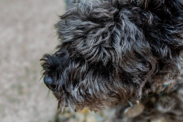 Black, fluffy, miniature schnauzer/poodle cross -  head and chest in profile.  Wearing tags.  Outdoors