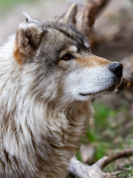 istock Furry, husky cross dog sitting, looking to side in forest 2186545932